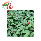 Stem Ginseng Leaf Extract 30% Ginsenosides Supplement For Drink Ingredients