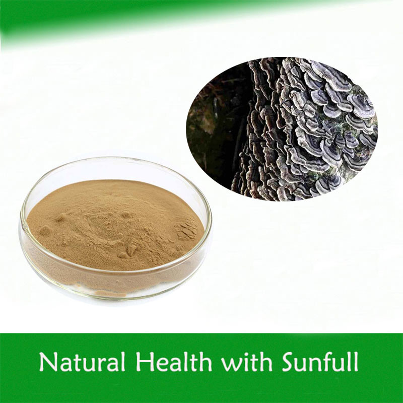 Coriolus Versicolor Extrakt 10% bis 50% Polysachriden PSK PSP Truthahn Schwanz Pilzextrakt