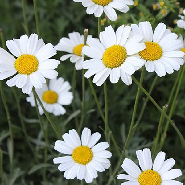 Natürliches Pestizid Pyrethrum-Extrakt zur Schädlingsbekämpfung in der Landwirtschaft Hellgelbe transparente ölige Flüssigkeit