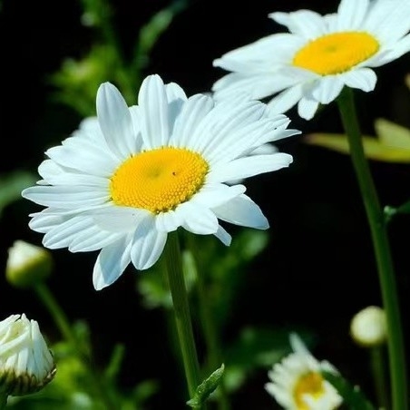 Pyrethrum-Extrakt 25% 50% 70% Pyrethrine Naturpestizid zur umweltfreundlichen Bekämpfung von Schädlingen