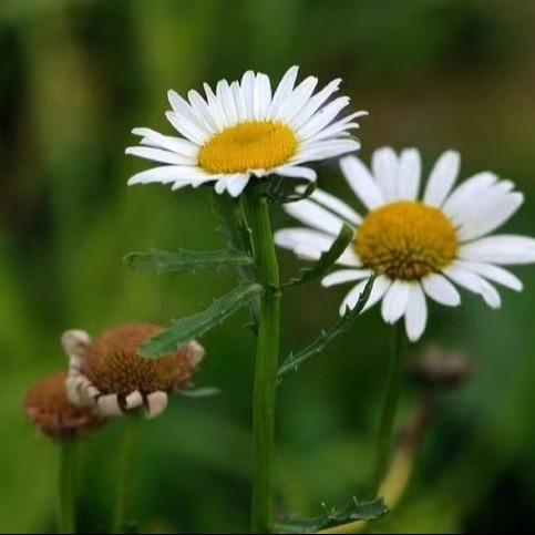 Pyrethrum-Extrakt 25% 50% 70% Pyrethrine Naturpestizid zur umweltfreundlichen Bekämpfung von Schädlingen