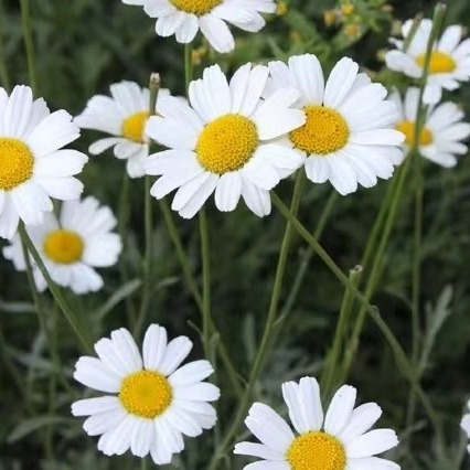 Pyrethrum-Extrakt 25% 50% 70% Pyrethrine Naturpestizid zur umweltfreundlichen Bekämpfung von Schädlingen