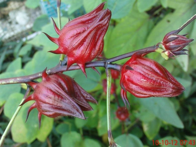 Extrakt aus der Blume des roten Hibiskus