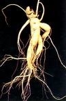 Ginseng-Extrakt Produktspezifikation 10~30% Ginsenoside durch UV 15% 20% Ginsenoside durch HPLC 80% Ginsenoside durch UV ((Stamm & Blätter) Ginseng Gerade Pulver Verschiedene Spezifikationen von Ginseng-Extrakten sind verfügbar