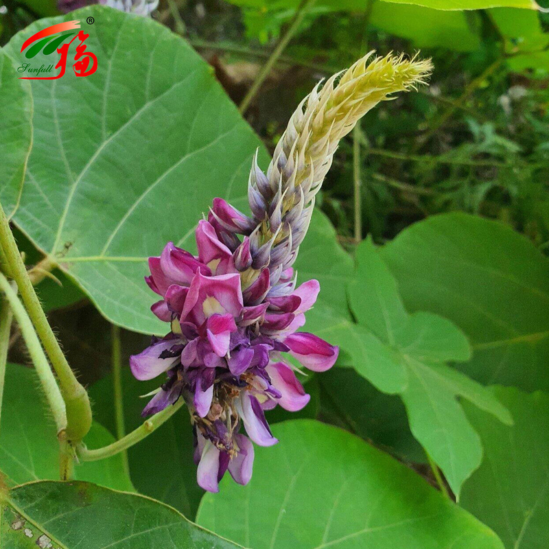 China Fabrik Natur Kudzu Wurzel Extrakt Puerarin mit 25% 60% 98% für die Option