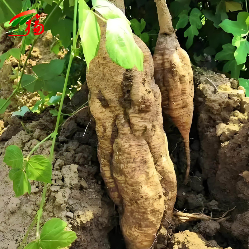 China Fabrik Natur Kudzu Wurzel Extrakt Puerarin mit 25% 60% 98% für die Option