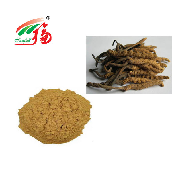 Cordyceps-Pilzpulver 80 Mesh zur Immununterstützung 25kg Fass