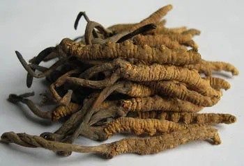Cordyceps Sinensis Extraktpulver mit 10% Polysacchariden für asthmatische Funktionsnahrung in feinem braun-gelbem Pulver