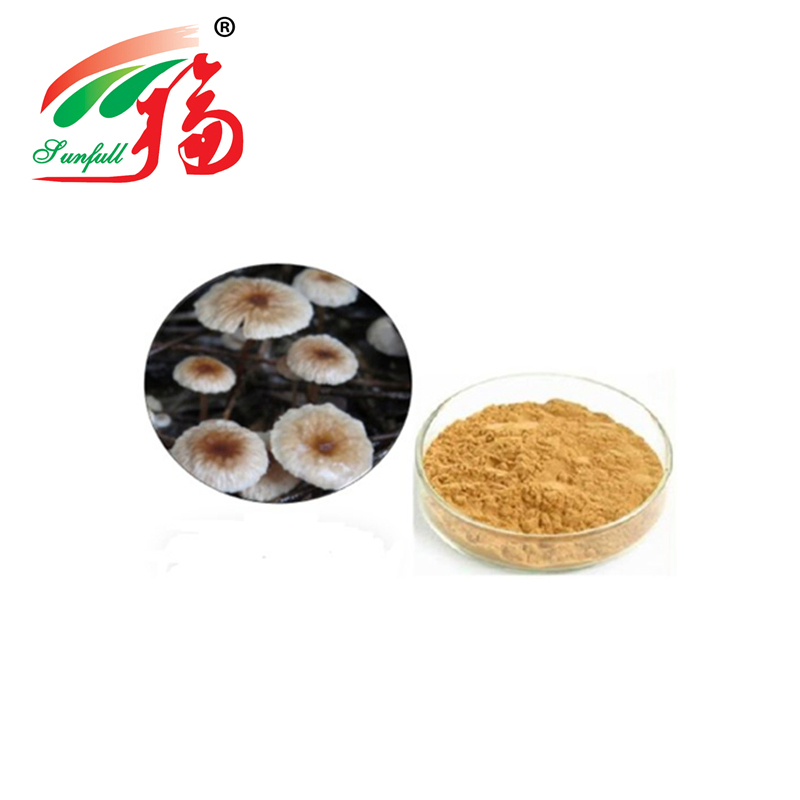 Hochwertiges Marasmius Androsaceus Extrakt Pulver mit 80 Mesh-Größe, 2 Jahre Haltbarkeit und 20 t/Jahr Produktionskapazität