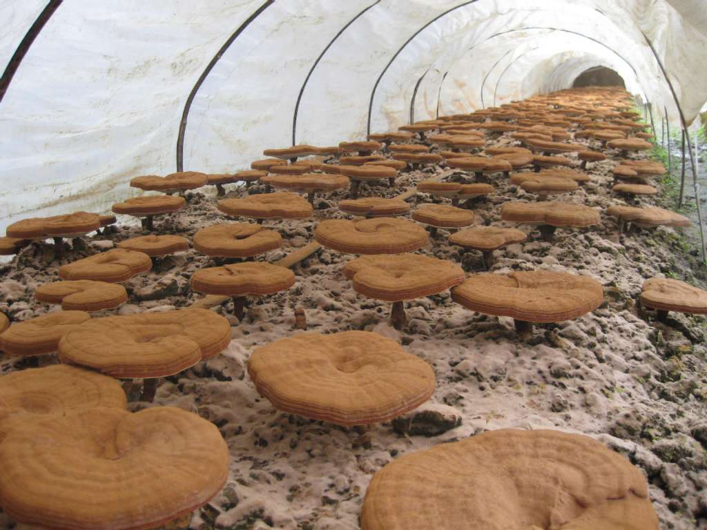 Reishi-Pilz-Extrakt 50 % Polysaccharide aus dem Fruchtkörper für funktionelle Lebensmittel und Gesundheitsprodukte