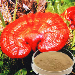 ISO9001-zertifizierter Reishi-Pilzextrakt 40% Polysaccharide Feinbraun-gelbes Pulver zur Verbesserung der Immunität