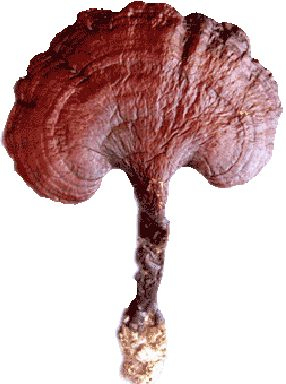 Reishi-Pilz-Extrakt 10% Polysaccharide, feines braun-gelbes Pulver für Gesundheitsprodukte zur Stärkung der Immunität