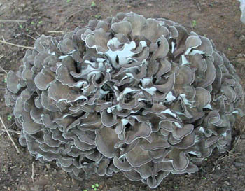 Feines braun-gelbes Maitake-Pilzextrakt-Pulver mit 50 % Polysacchariden zur Anwendung in Tabletten und Kapseln zur Stärkung des Immunsystems