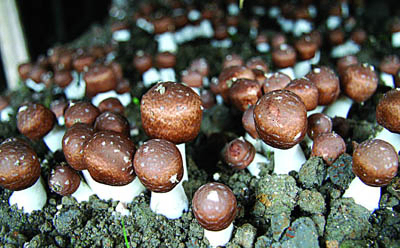 Agaricus Blazei Extraktpulver mit 10% Polysacchariden für funktionelle Lebensmittel in Tabletten und Kapseln zur Verbesserung der Immunität