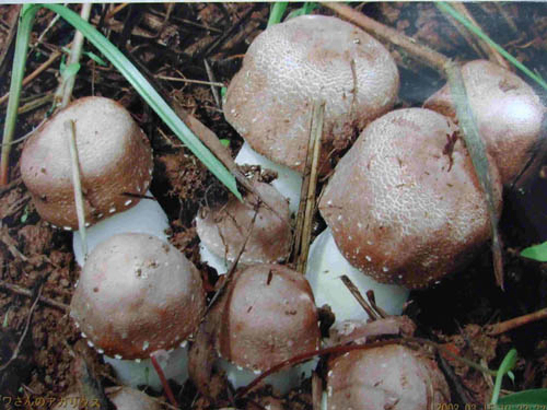 Agaricus Blazei Extrakt 40% Polysaccharide für funktionelle Lebensmittel und Gesundheitsprodukte