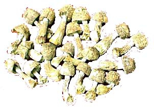 Agaricus Blazei Extrakt 40% Polysaccharide für funktionelle Lebensmittel und Gesundheitsprodukte