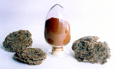 Coriolus Versicolor Extrakt 50% Polysaccharide für funktionelle Lebensmittel zur Regulierung des Blutzuckerspiegels und zur Verringerung von Schleim