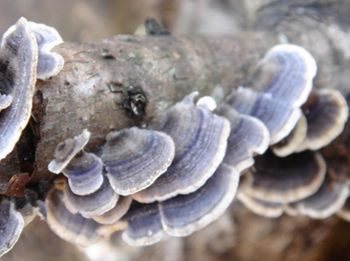 Coriolus Versicolor Extrakt 10% Polysaccharide für funktionelle Lebensmittel zur Regulierung des Blutzuckerspiegels und zur Reduzierung von Schleim