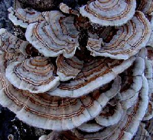 Coriolus Versicolor Extrakt 30% Polysaccharide für funktionelle Lebensmittel mit Anti-Krebs-Eigenschaften zur Regulierung des Blutzuckerspiegels und zur Verringerung von Schleim