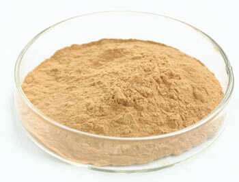 Austernpilz-Extraktpulver 20% Polysaccharide Feinbraun-gelbes Pulver mit anti-tumorischen Eigenschaften für funktionelle Lebensmittel