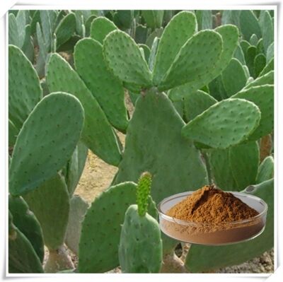 Kaktus-Extrakt (Stiel, Frucht & Pad) - Natürlicher Feuchtigkeits- und Antioxidationsmittel-Pflanzenextrakt für Hautpflege, Kosmetik und funktionelle Produkte