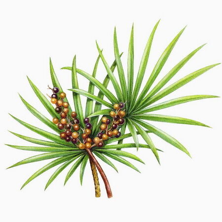 Hohe Wirksamkeit Saw Palmetto Extrakt 45% Fettsäuren (Serenoa Repens) -Premium-Konzentrat für die Gesundheit der Prostata und fortschrittliche Formulierungen