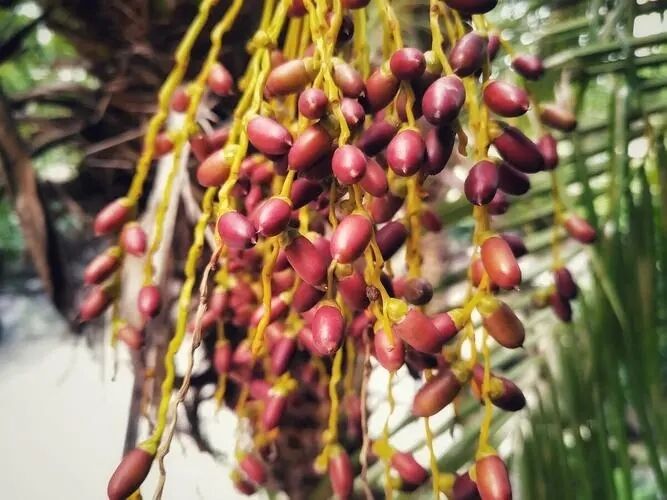 Hohe Wirksamkeit Saw Palmetto Extrakt 45% Fettsäuren (Serenoa Repens) -Premium-Konzentrat für die Gesundheit der Prostata und fortschrittliche Formulierungen