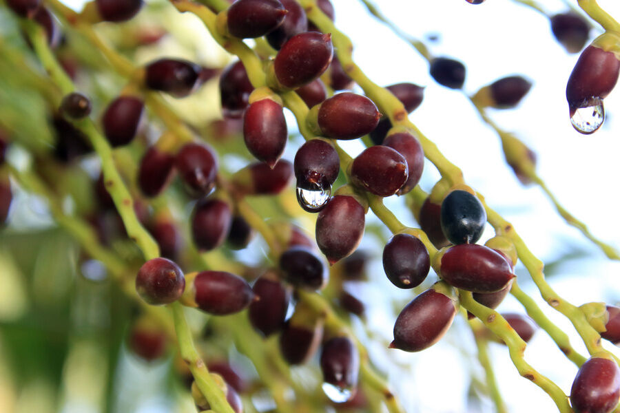 Hohe Wirksamkeit Saw Palmetto Extrakt 45% Fettsäuren (Serenoa Repens) -Premium-Konzentrat für die Gesundheit der Prostata und fortschrittliche Formulierungen