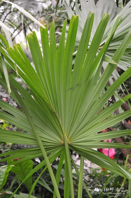 Hohe Wirksamkeit Saw Palmetto Extrakt 45% Fettsäuren (Serenoa Repens) -Premium-Konzentrat für die Gesundheit der Prostata und fortschrittliche Formulierungen