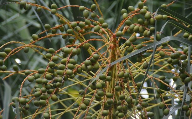 Hohe Wirksamkeit Saw Palmetto Extrakt 45% Fettsäuren (Serenoa Repens) -Premium-Konzentrat für die Gesundheit der Prostata und fortschrittliche Formulierungen