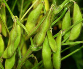 Soja-Isoflavone-Extrakt-Pulver – Natürliches Phytoöstrogen aus Sojabohnen für nutrazeutische und funktionelle Lebensmittelanwendungen