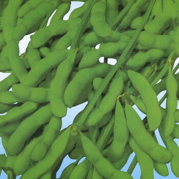 Soja-Isoflavone-Extrakt-Pulver – Natürliches Phytoöstrogen aus Sojabohnen für nutrazeutische und funktionelle Lebensmittelanwendungen