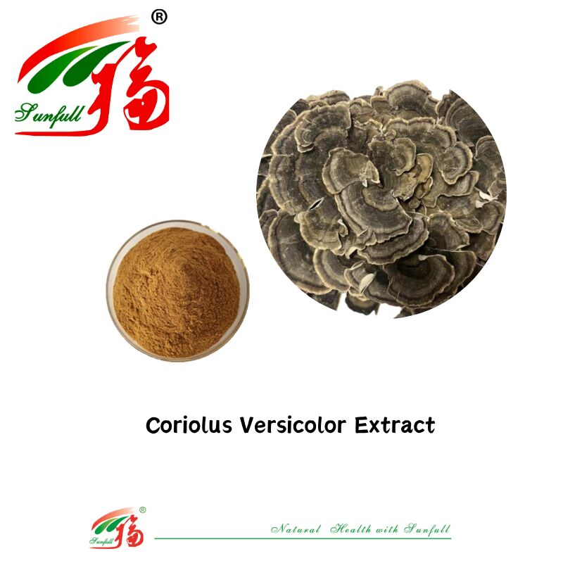 Hunan Sunfull Nahrungsergänzungsmittel Agaricus Subrufescens/Hericium Erinaceus/Antrodia/Cordyceps Sinensis/Coriolus Versicolor/Pulver aus Pilzextrakt
