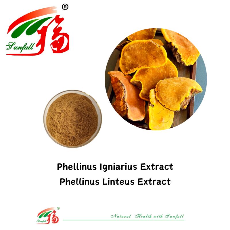 Natürliche organische Zutat Nahrungsergänzungsmittel Polysaccharide 10-30% Phellinus Igniarius/Ganoderma Lucidum/Chaga/Maitake/Shiitake Pilzextrakt Pulver