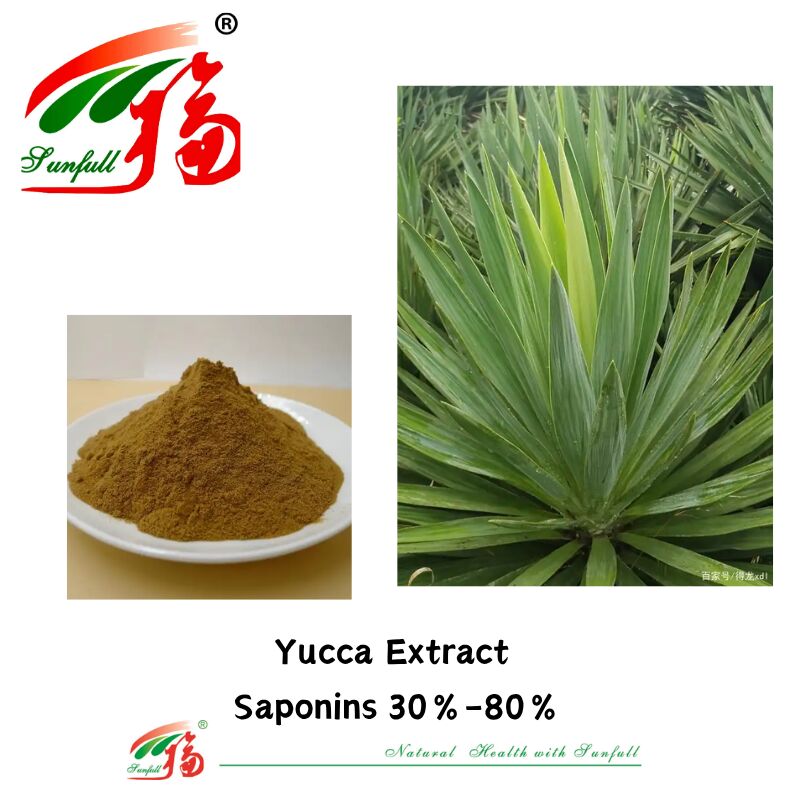 ISO/Koscher-Deodorant fördert Darmgesundheit Tierfutter Zutat 10%-80% Saponine Yucca-Extrakt