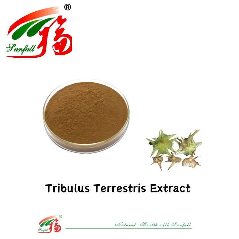 China Fabrik Warm verkaufen Mann Gesundheit Lebensmittel Tribulus Extrakt Freie Probe Tribulus Terrestris Extrakt Pulver 40%-90% Saponine