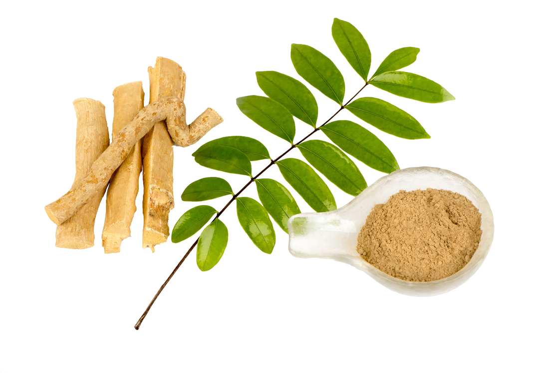 0,5% fieberhafte Antitätigkeit Eurycomanone-Auszug Eurycoma longifolia Root Extract Powder For