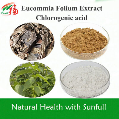 Eucommia Leaf Extract 5%-99% Chlorogensäure im Lager CAS 327-97-9